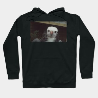 Cheeky Vulture Hoodie